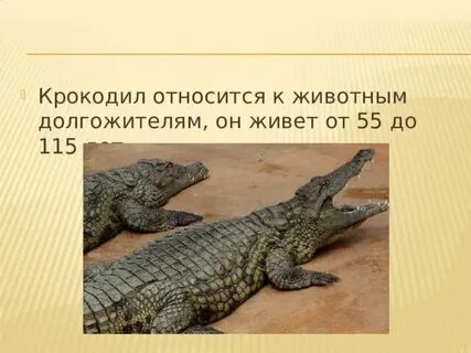 Крокодил какая группа животных