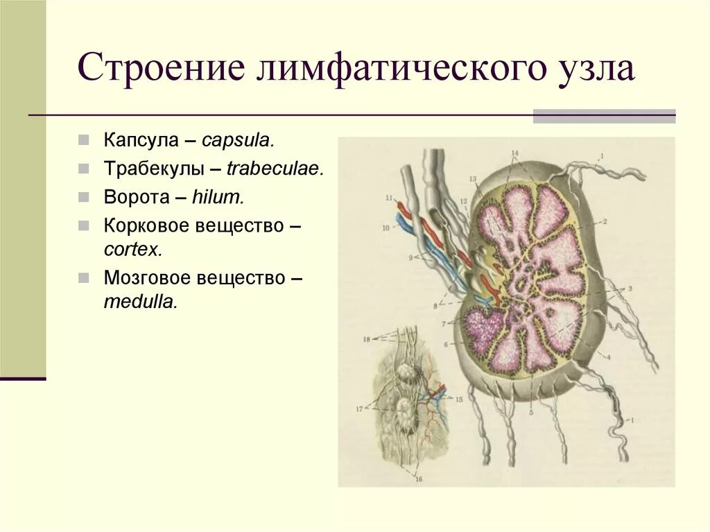 Лимфоузлы структурны. Лимфатические узлы строение и функции. Функции структур лимфатического узла. Схема строения лимфатического узла анатомия. Схема строения лимфоидного узла.