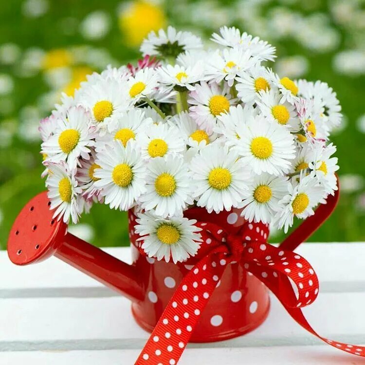 Ромашки любимые цветы. Букет ромашек. Ромашка сердечком. Открытки ромашки для очаровашки. Сердечко из ромашек.