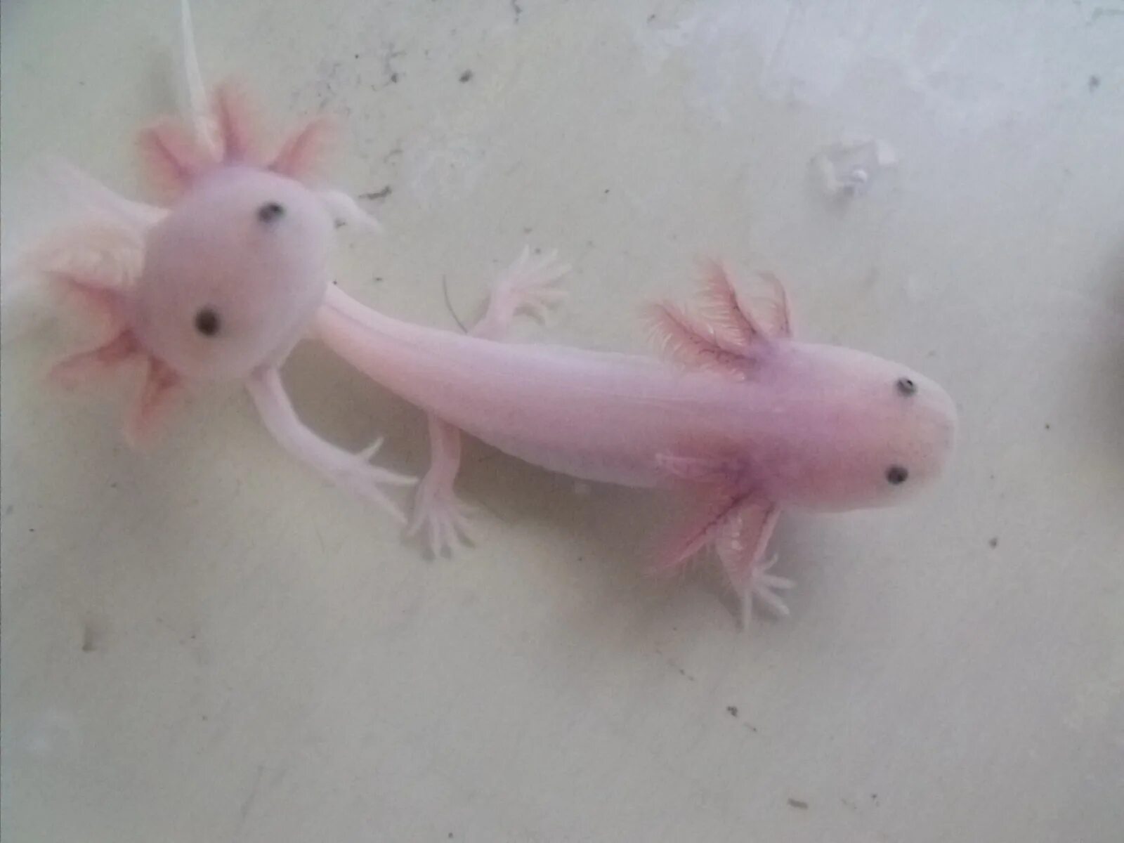 Кольцо аксолотль из бисера кольцо. Аксолотль амигуруми. Аксолотль черный. Аксолотль амигуруми вязание. Аксолотль игрушка вязаная.