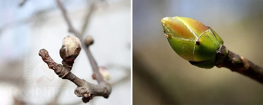 How to Grow Espalier Apple Trees Apple tree, Espalier fruit trees, Dwarf fruit t
