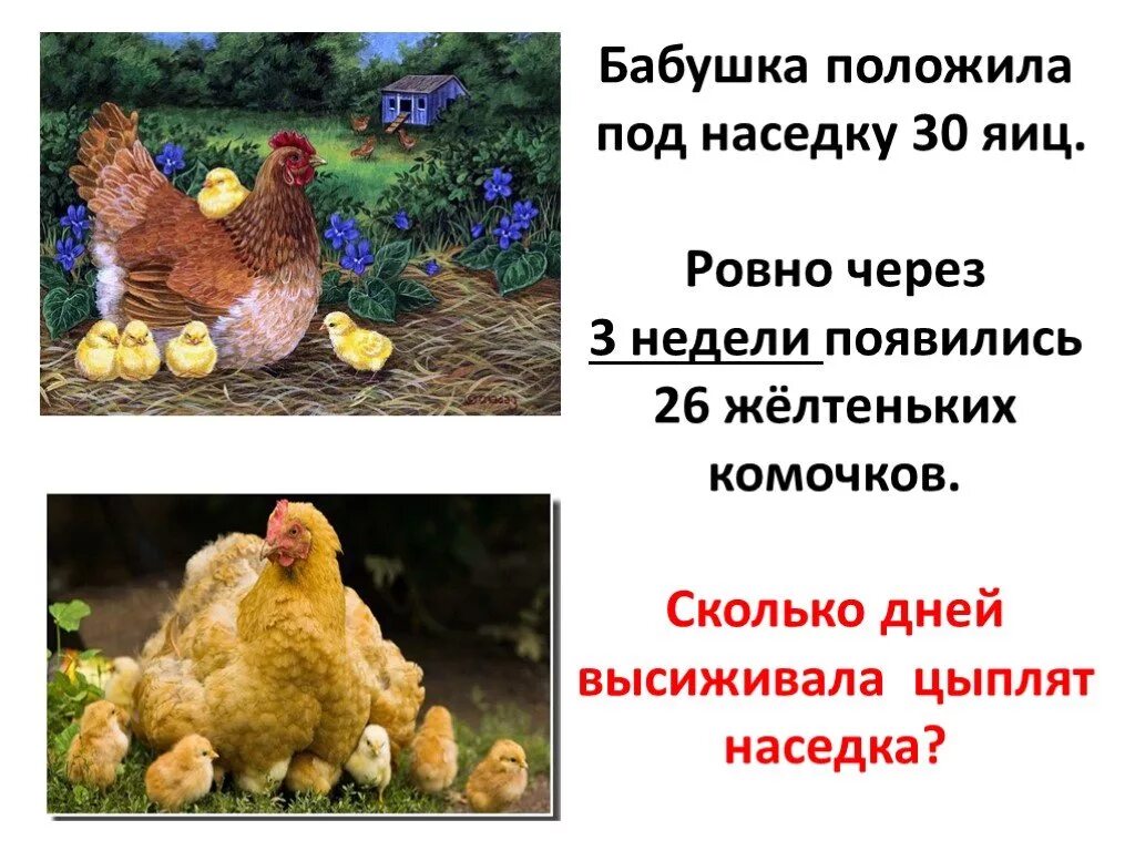 Можно ли под курицу подкладывать яйца. Наседка курица высиживает яйца. Курица высиживает цыплят. Сколько дней курица высиживает цыплят из яиц. Вывод цыплят под наседкой.
