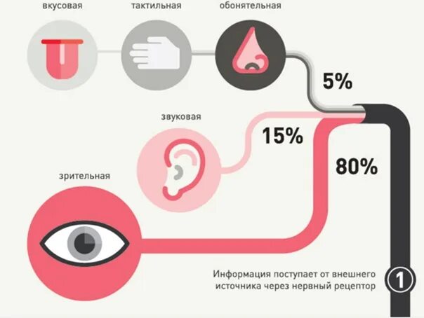 Восприятие мозгом информации. Инфографика восприятие информации. Восприятие информации мозгом. Мозг усваивает информацию. Как мозг воспринимает информацию.