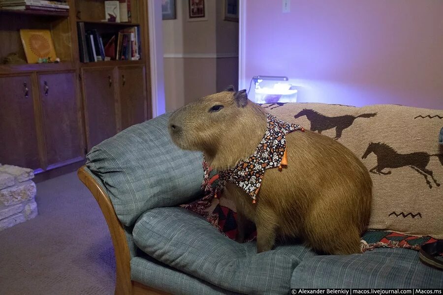 Как выглядит самый большой хомяк Pin on Aussie! Aussie! Aussie!