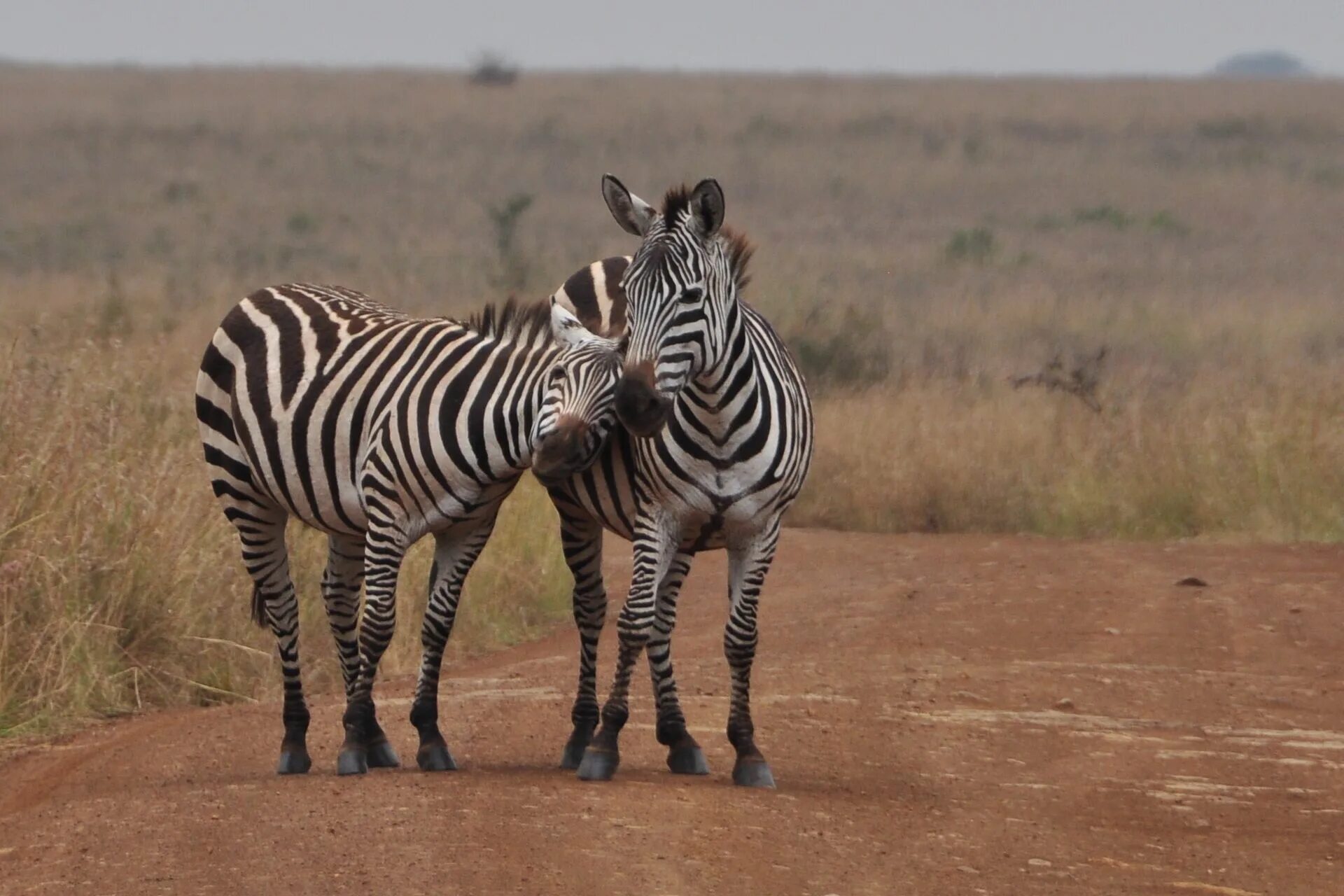 Animal coupling. Competition among animals. Kenguruebis shejvareba. Aqlemebis shejvareba.