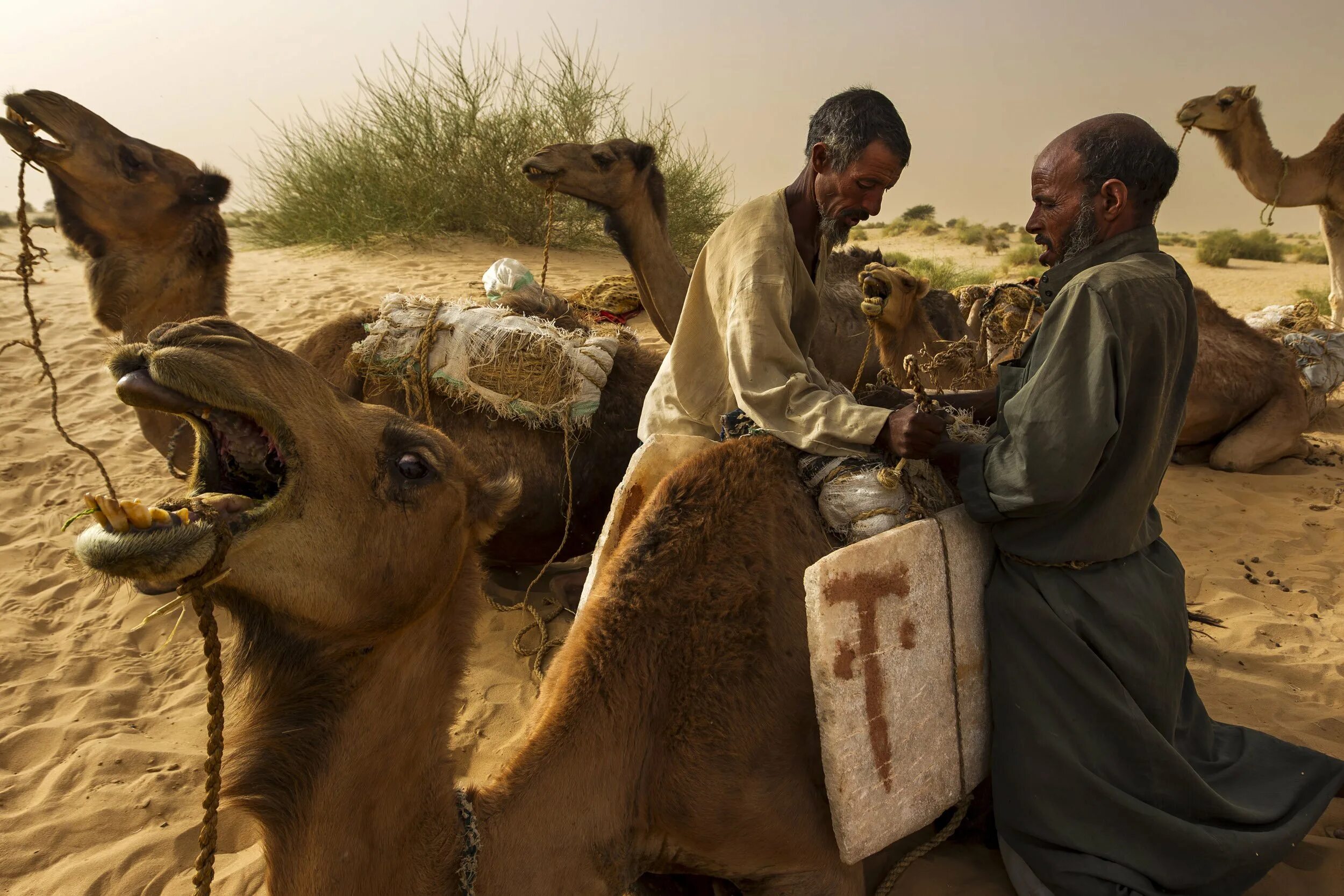 Тимбукту жители. Африканские признания в любви туареги. Туареги как живут. Пропавший караван