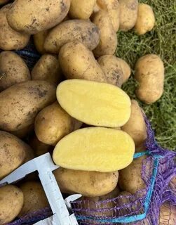 Картофель сорт королева отзывы