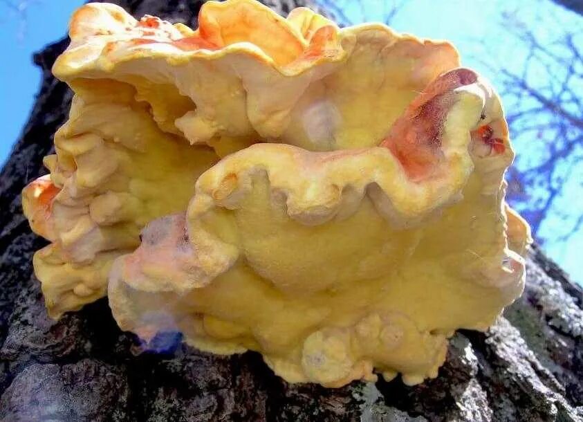 Трутовик серно-жёлтый трутовики. Трутовик серно желтый Laetiporus sulphureus. Гриб Laetiporus sulphureus куриный. Серно-желтый трутовик (Laetiporus sulphureus). БАВ.