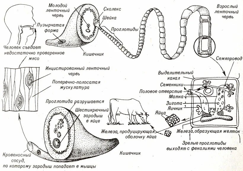 Жизненный цикл бычьего цепня схема. Циклы развития паразитических червей бычий цепень. Цикл развития бычьего цепня. Жизненный цикл бычьего цепня рисунок.