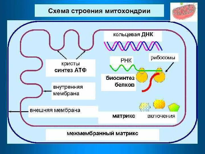 Взаимосвязь митохондрий и рибосом. Схема процессов в митохондриях. Строение митохондрий биохимия. Матрикс и рибосомы митохондрии. Энергетический обмен в митохондриях.