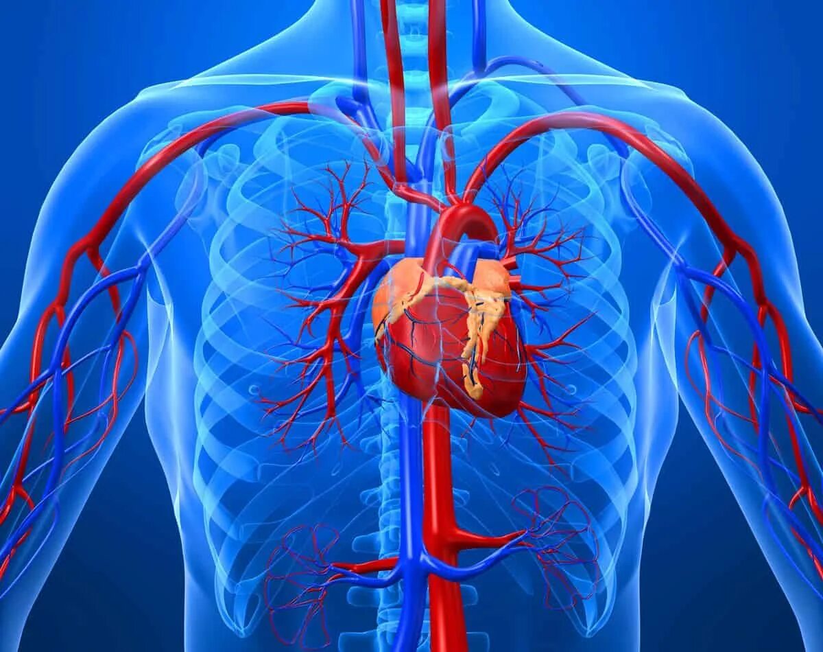 Сердечно сосудистая система. Сердечные сосуды. Влияние массажа на сердечно-сосудистую систему.