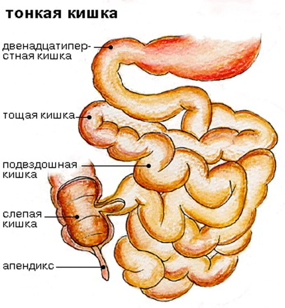 Тонкая кишка развивается из. Тонкая кишка кишка строение. Характеристика тонкой кишки. Схема отделов тонкого кишечника. Хмс тонкая кишка.