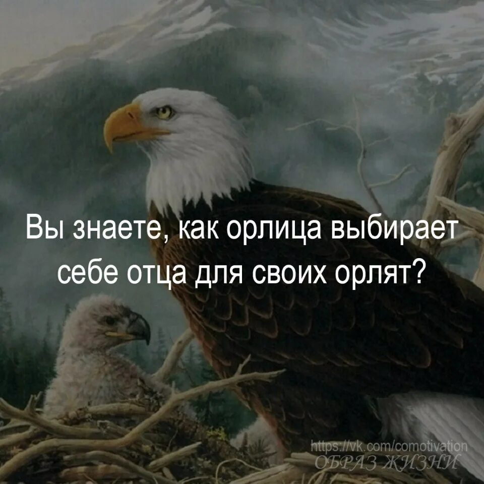 Как орлица выбирает себе орла. Как орлица выбирает орла?. цитаты про орлицу. стих про орлицу. притча про орлицу.