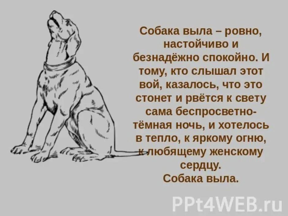 Как побитая собачонка значение