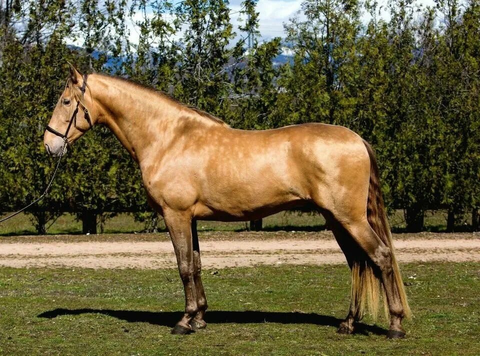 Карварвая масть лошади. Порода фриз гнедая. Американская верховая сэддлбред пегая. Тигровая масть лошади. Коне тоне.