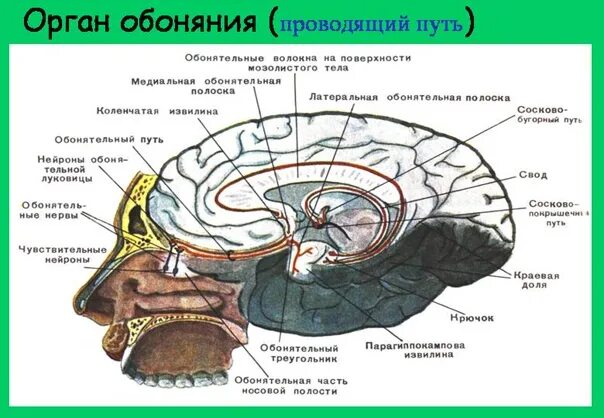 Схема проводящего пути обонятельного анализатора. Проводящие пути обонятельного анализатора схема. Обонятельный путь схема анатомия. Обонятельный нерв схема пути.