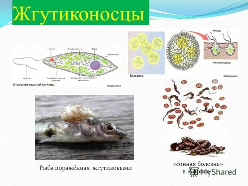 Значение в жизни человека эвглены