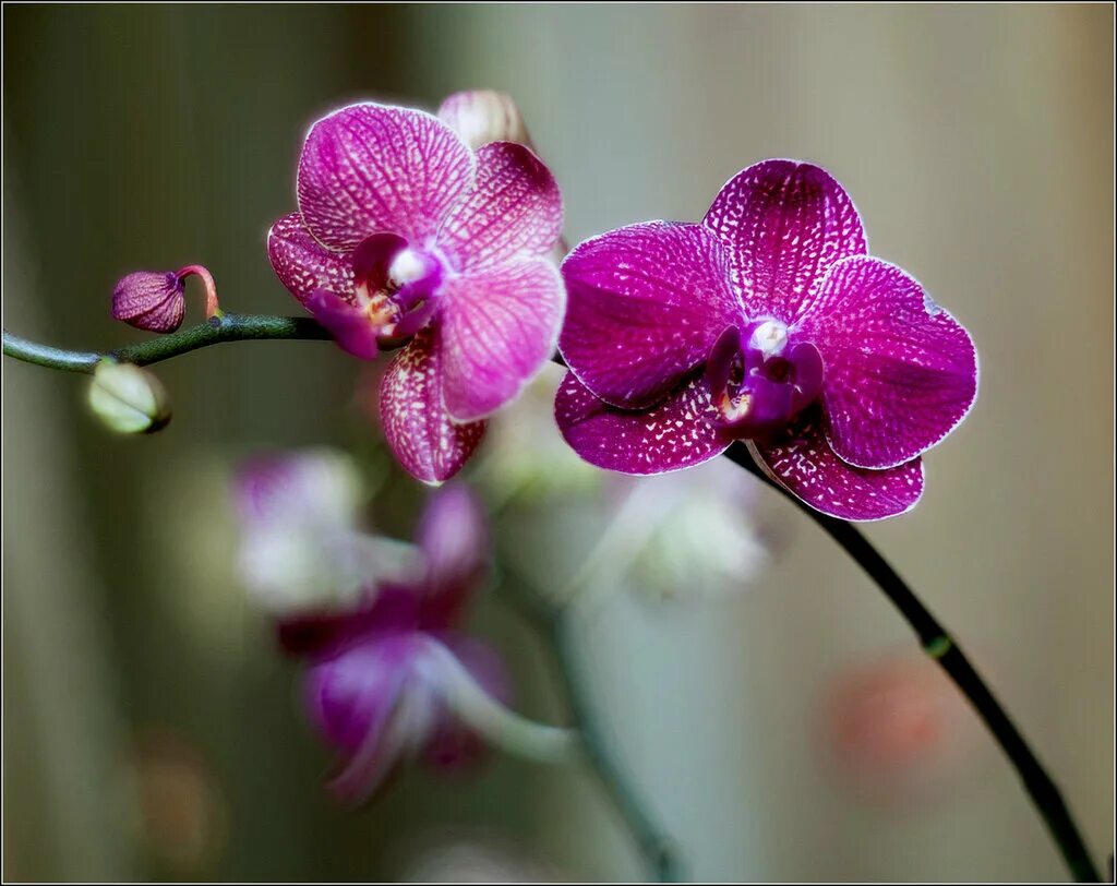 Орхидея phalaenopsis chengdu. Орхидея любимой. Орхидеи для любимой. Орхидея любимой. Орхидея любимой.