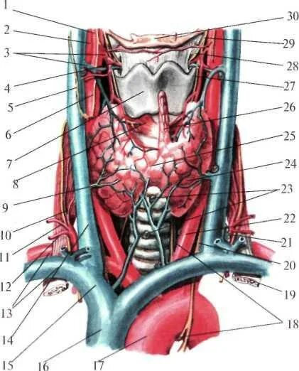 Артерии щитовидной железы анатомия. Кровоснабжение щитовидной железы топографическая. Нижняя щитовидная артерия. Артерии щитовидной железы