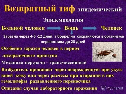 Сыпной тиф клещи