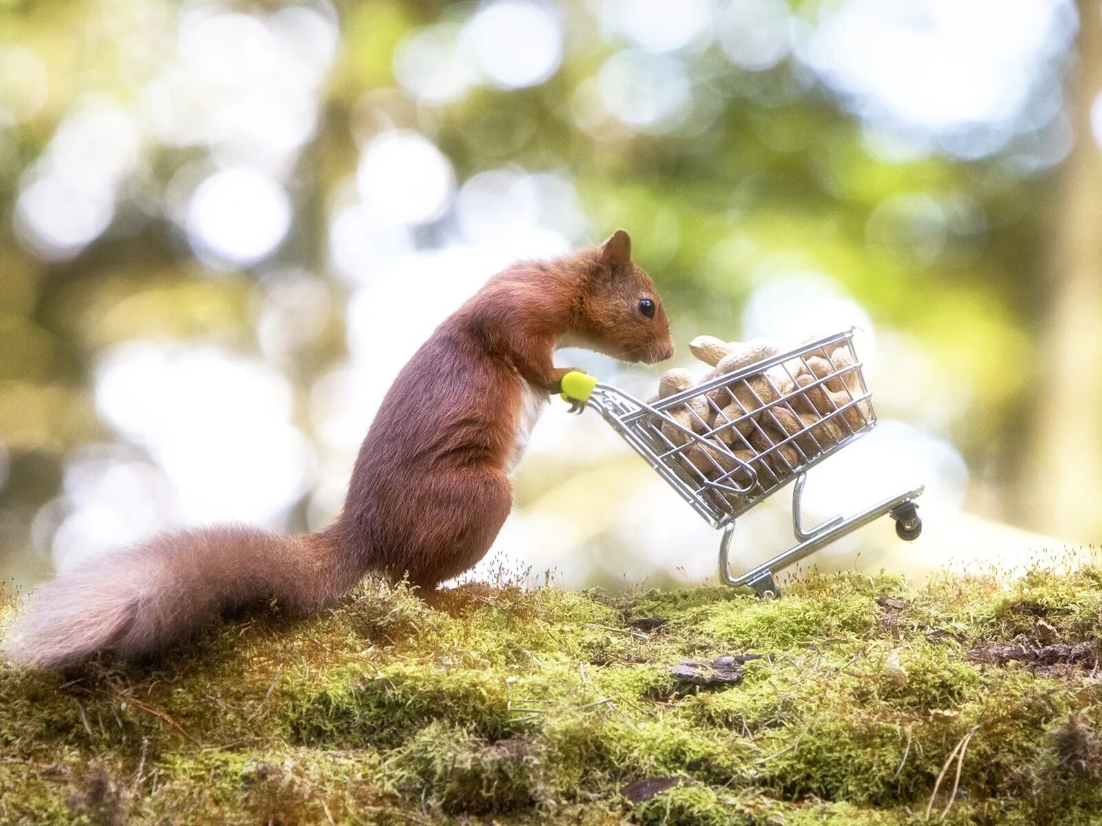 Squirrel updater