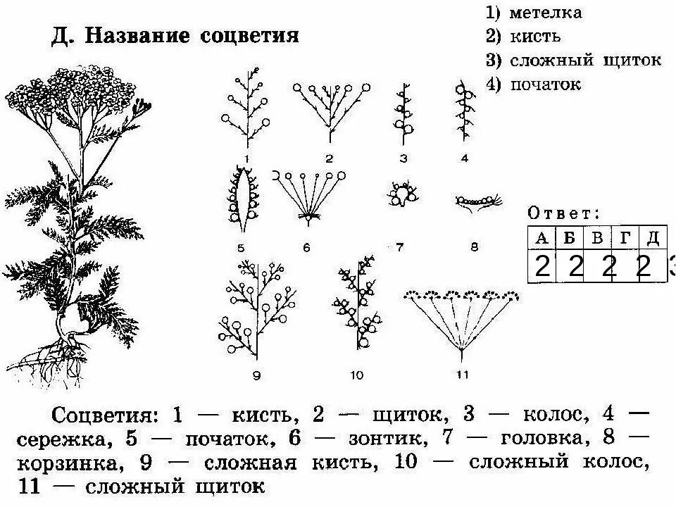 Злаки сложный колос метелка. Цимозные соцветия. Тип соцветия сложный зонтик характерные признаки. Характерные признаки соцветия метелка. Метелка характерные признаки.