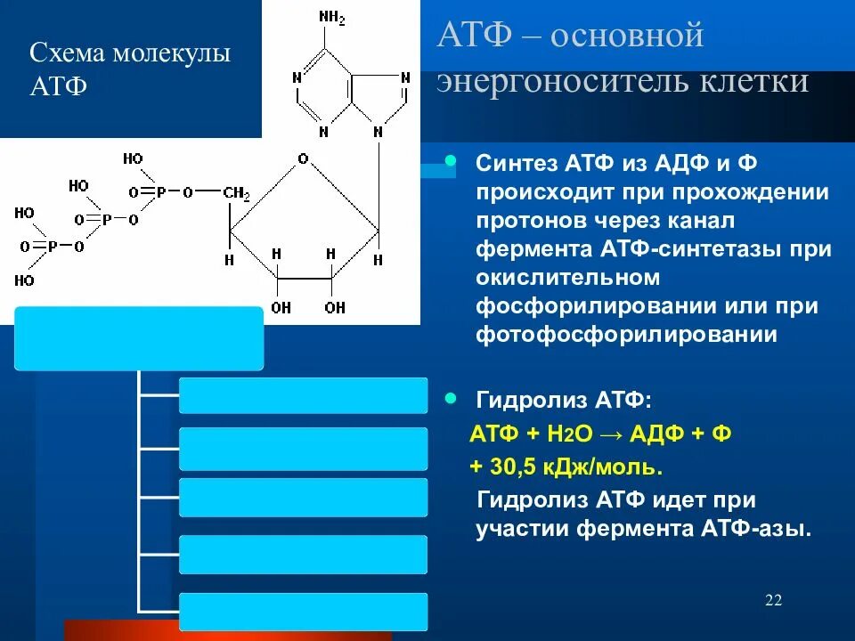 12 атф. Энергия АТФ. Молекула АТФ. АТФ презентация. Образование АТФ.