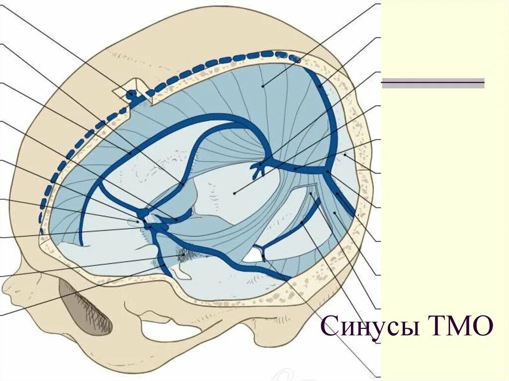 Синусы твердой оболочки мозга. Синусы тердомозговой оболочки мозга. Синусы твердой мозговой оболочки Неттер. Синусы твердой мозговой оболочки намет. Венозные синусы головного мозга анатомия.