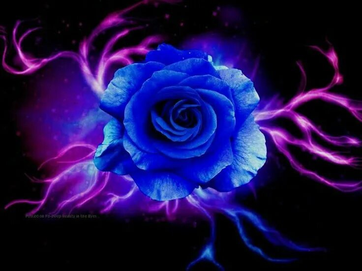 Красивые неоновые цветы. Glowing rose. Цветы ночью. Неоновые цветы картинки. Rose glow.