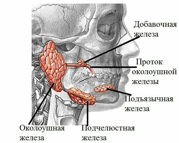 В ротовую полость открываются протоки. Околоушная слюнная железа анатомия. ранула подчелюстной железы. 3. проток околоушной слюнной железы. выводные протоки слюнных желез анатомия.
