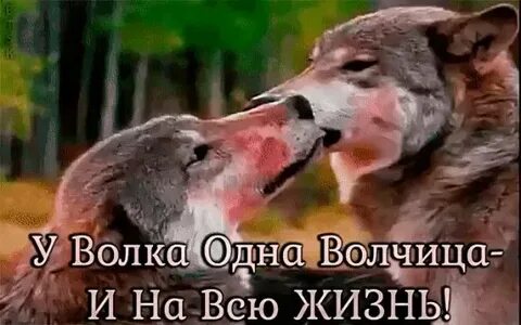 Песня один волк