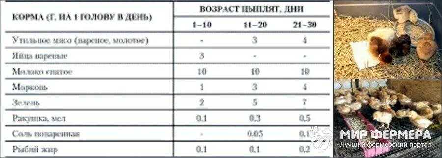 Гречку можно цыплятам. Нормы рыбьего жира для цыплят. Рыбий жир для бройлеров. Как давать рыбий жир цыплятам. Сколько давать цыплятам рыбьего жира.