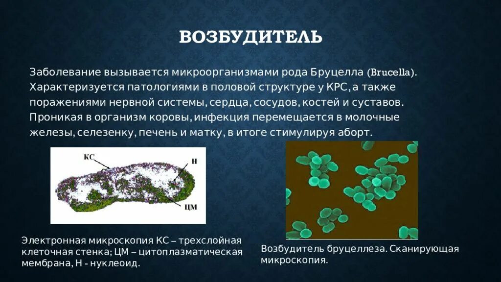 Бруцеллез симптомы у животных. Бруцеллез симптомы у животных