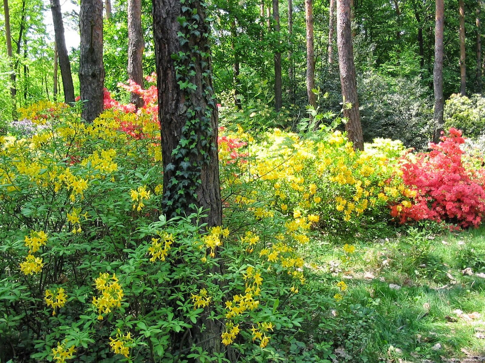 подлесок папоротники карелия. деревья цветы кустарники. редкий подлесок в сосново лиственном лесу. лесной подлесок. лиловый подлесок пожелтел и под ним.