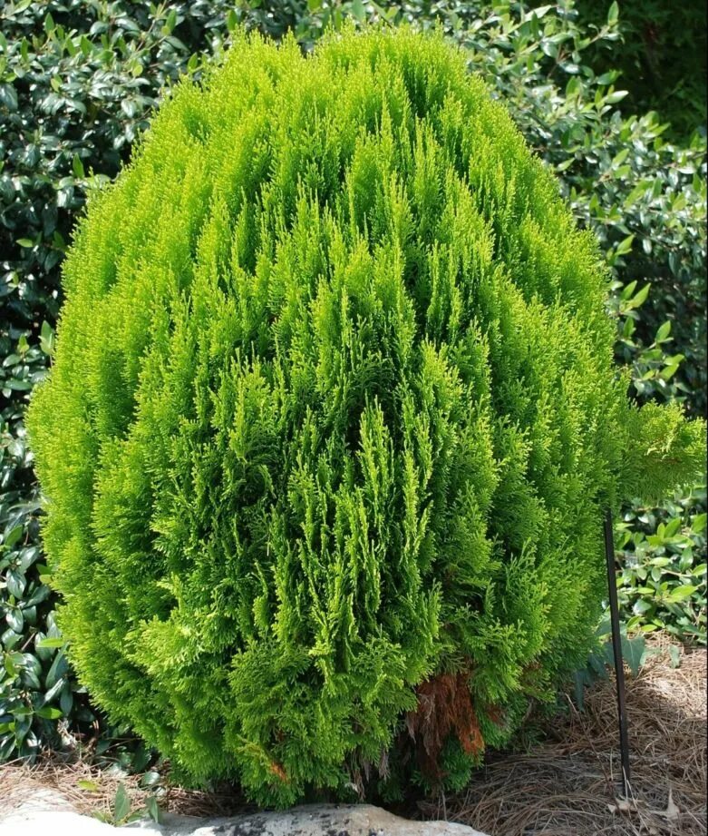 Туя какое растение. Туя ауреа нана. туя восточная морган thuja orientalis morgan. туя восточная ауреа нана. туя ауреа нана голд.