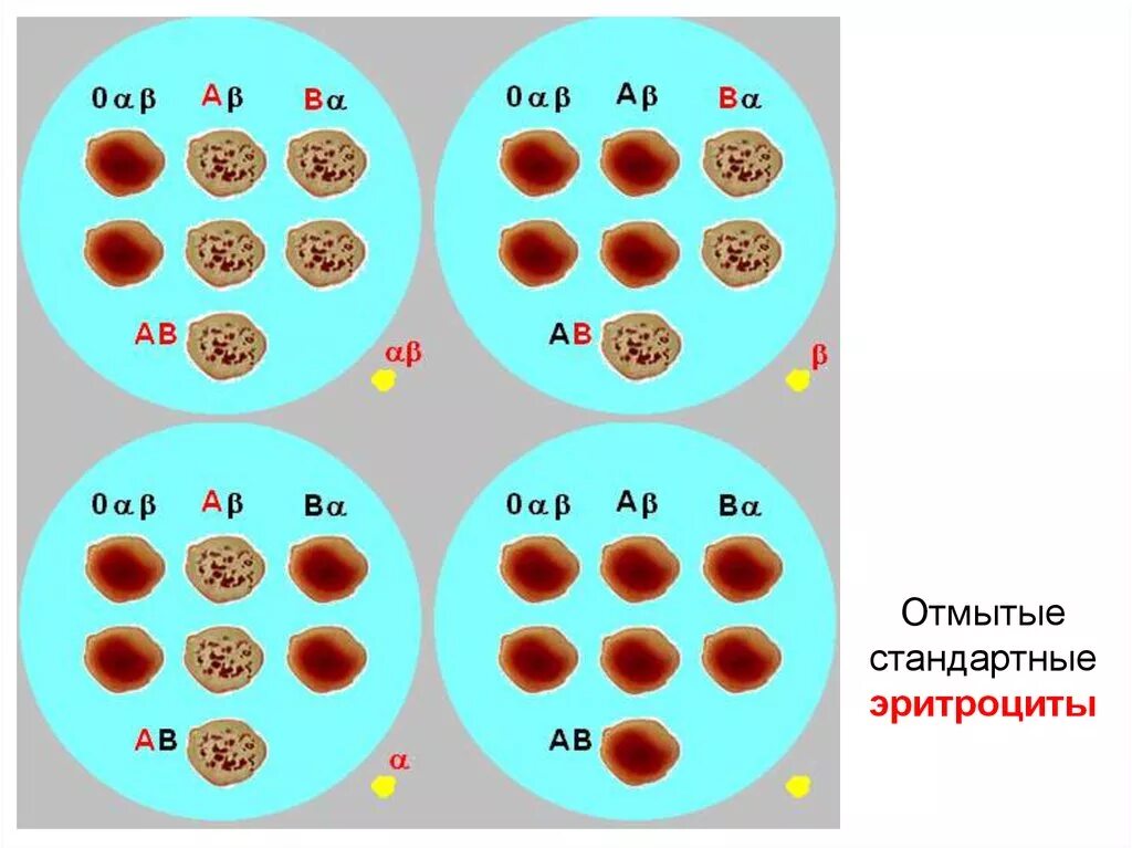 Стандартные эритроциты для определения групп. Группа крови стандартные эритроциты. Метод стандартных эритроцитов. Стандартные сыворотки и стандартные эритроциты.