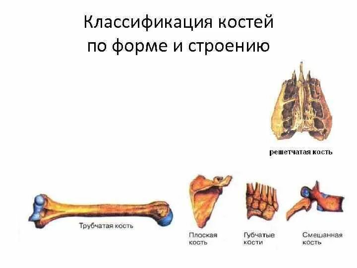 Выберите губчатую кость. Классификация костей. Классификация костей человека. Кости трубчатые губчатые плоские смешанные. Типы костей трубчатые губчатые плоские.