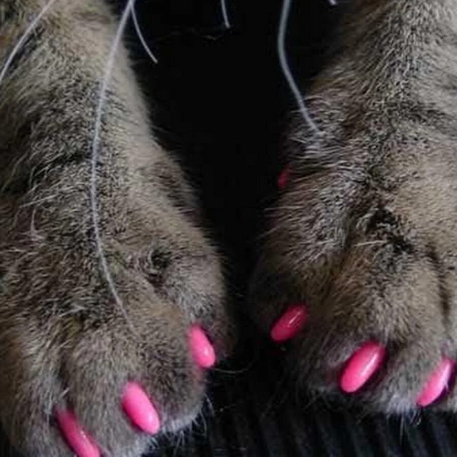 Царапки для котов. Кошачья лапка с когтями. Антицарапки на когти для кошек. Кошачьи ногти маникюркоготи.