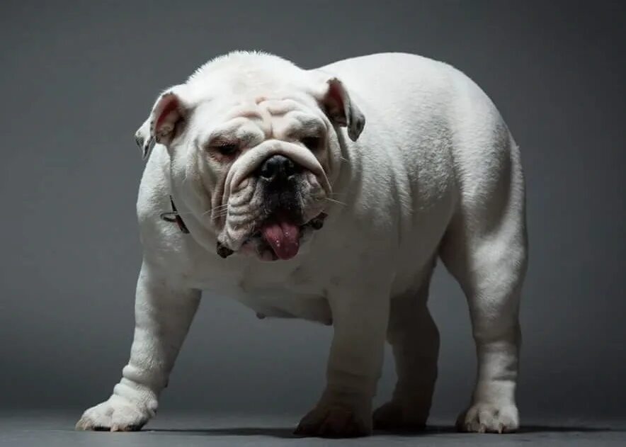 Порода английский бульдог. Ирландский бульдог. Английский бульдог. Ирландский бульдог. Собака английский бульдог.