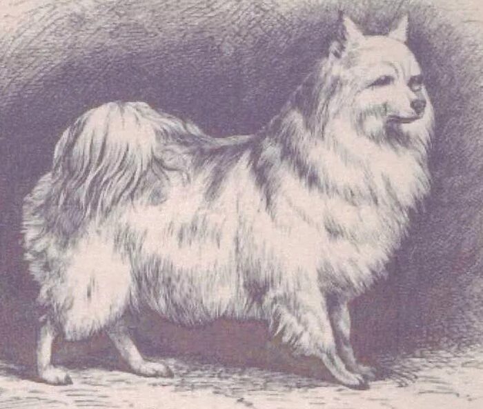 Торфяная собака каменного века «canis familiaris palustris Ruthimeyer». Шпиц немецкий Торфяная собака. Торфяная собака (торфяной шпиц). Откуда появилась порода