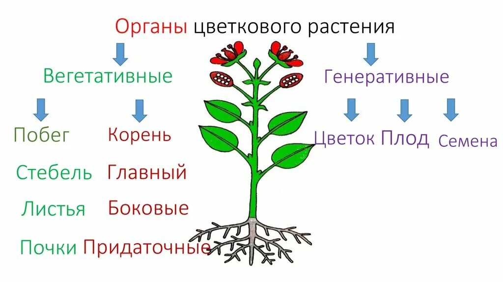 Корень лист стебель у растения это. Органы растений вегетативные и генеративные схема. вегетативные органы цветкового растения схема. строение цветковых растений вегетативные органы генеративные органы. побег,лист,почка,цветок,плод,семя,зародыш.