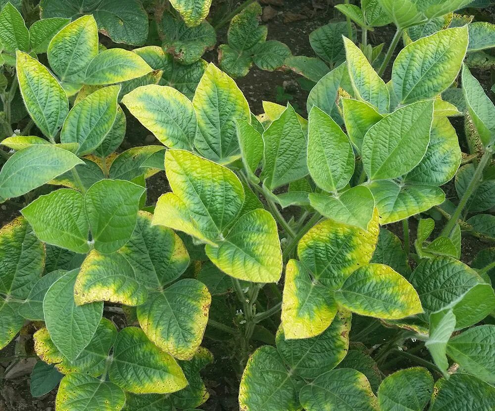 Кислотное голодание. Хлороз листьев сои. potassium deficiency. азотное голодание растений. дефицит азота у растений.
