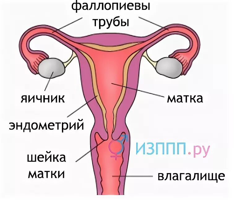 Эндоцервикс в полученном материале обнаружены слизь. Экзоцервикс и эндоцервикс что это. фаллопиевы трубы. эндоцервикс шейки матки.