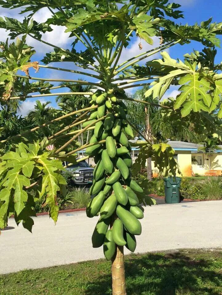 Dominican republic Papaya, Fruit, Papaya tree