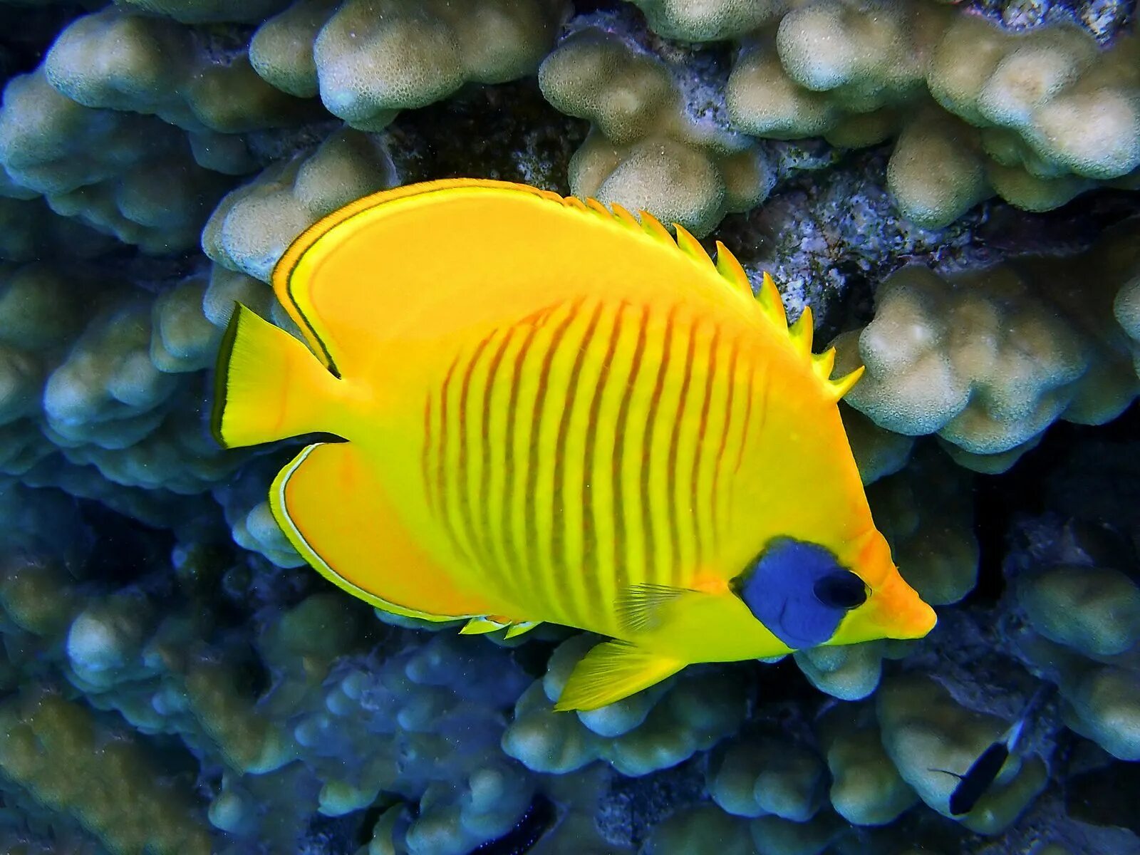 Pets fish. Chaetodon semilarvatus. Chaetodon (rabdophorus) semilarvatus. Рыба бабочка. Щетинозубая рыба.