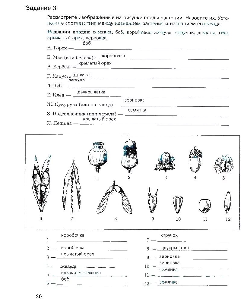 Плод тест 1. Задание по плодам биология 6 класс. Контрольные работы по биологии 6 класс Пономарева. Задания по биологии 6 класс Пономарева. Плоды растений задания.
