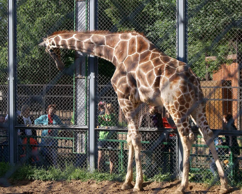 Московский зоопарк. Московский зоопарк зоопарки. Zoopark Moscow Zoo Московский зоопарк. Московский зоопарк аттракционы. Московские зоопарки лучшие