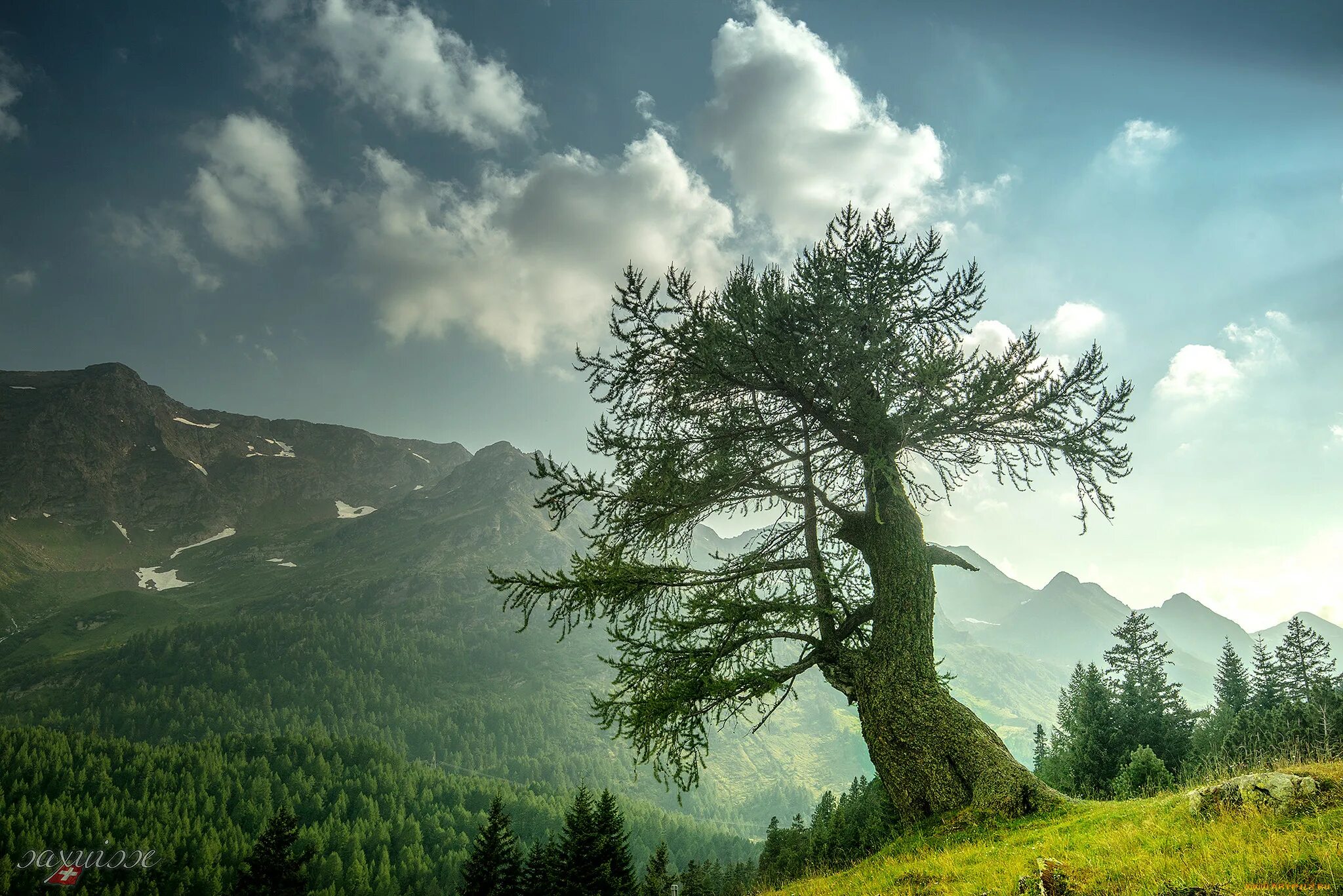 Wild tree