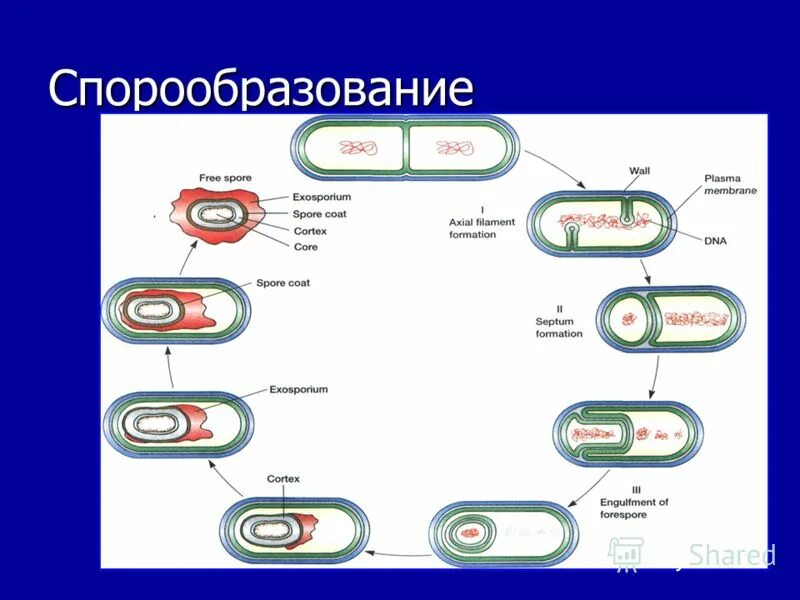 Процесс спорообразования у бактерий. Спорообразование у бактерий микробиология. Типы спорообразования у бактерий. Этапы спорообразования у бактерий микробиология. Деление клетки спорообразованием