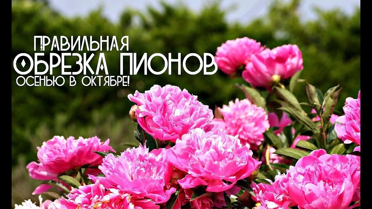 Поле цветов пионы. Розоподобные пионы. пион гарден пинк. пион клауди скай. пиони пинк (peony pink).